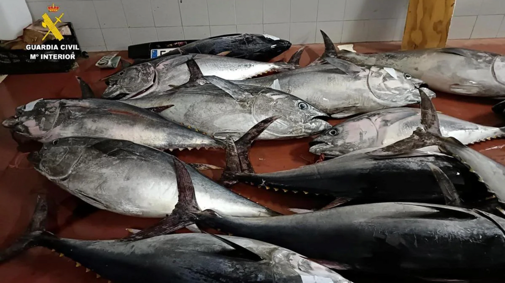 Piezas de atún rojo aprehendidos por la Guardia Civil en una nave de Tarifa, en Cádiz