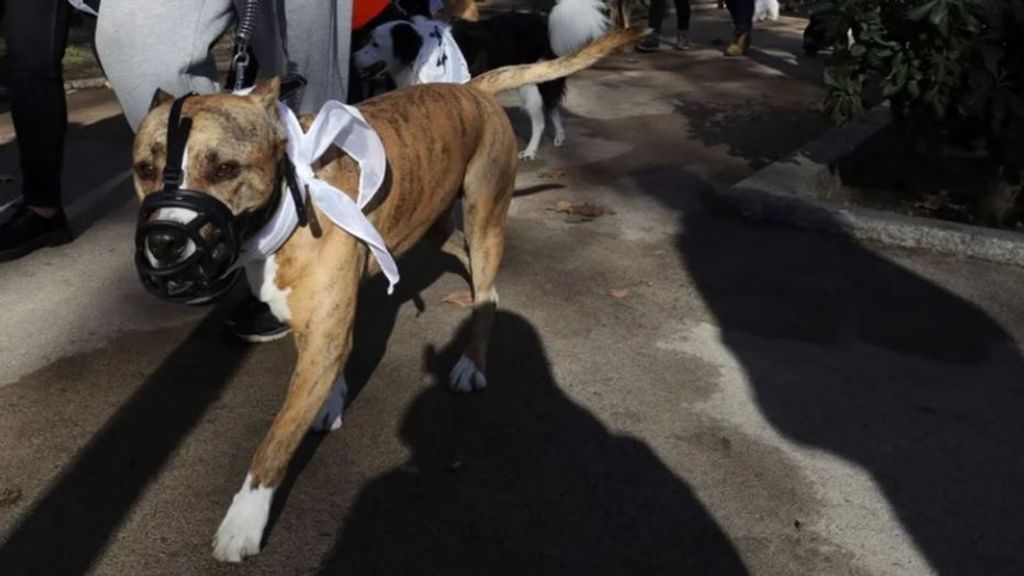 Cronología de fallecidos en España por ataques de perros en los últimos años