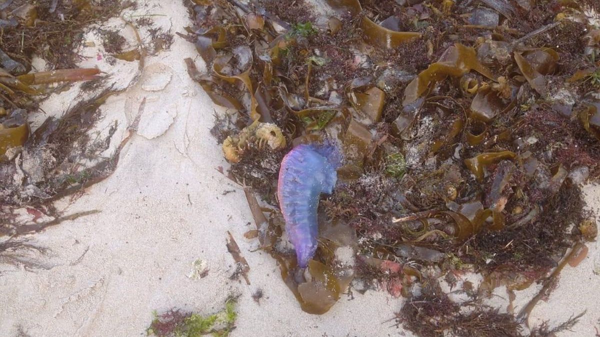 Ejemplar de esta especie aparecido en uno de los arenales