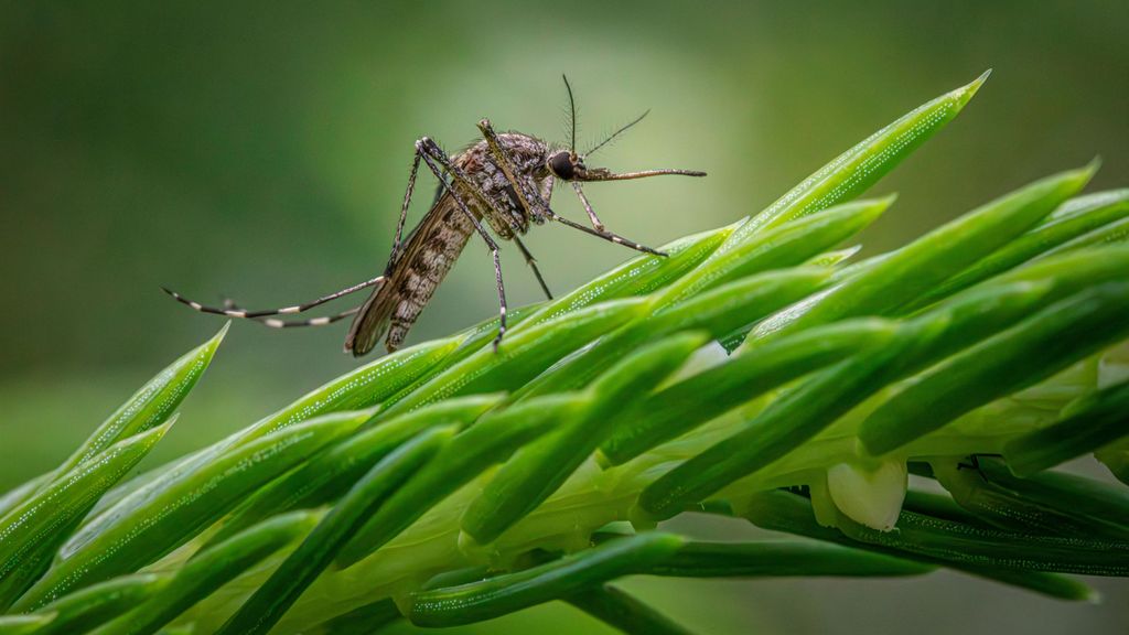 Salud actualiza los datos referentes al Virus del Nilo Occidental