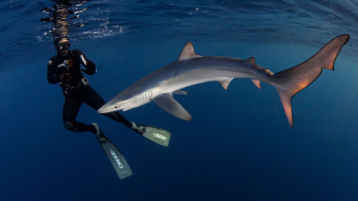 Un usuario de Mako Pako nada junto a un tiburón en el Cantábrico