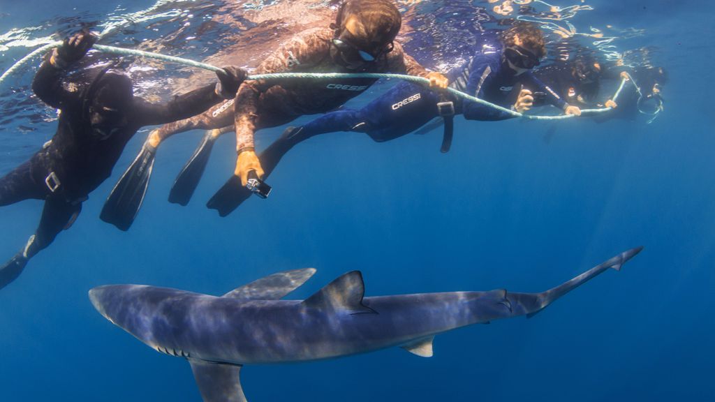 Varias personas nadan junto a un tiburón