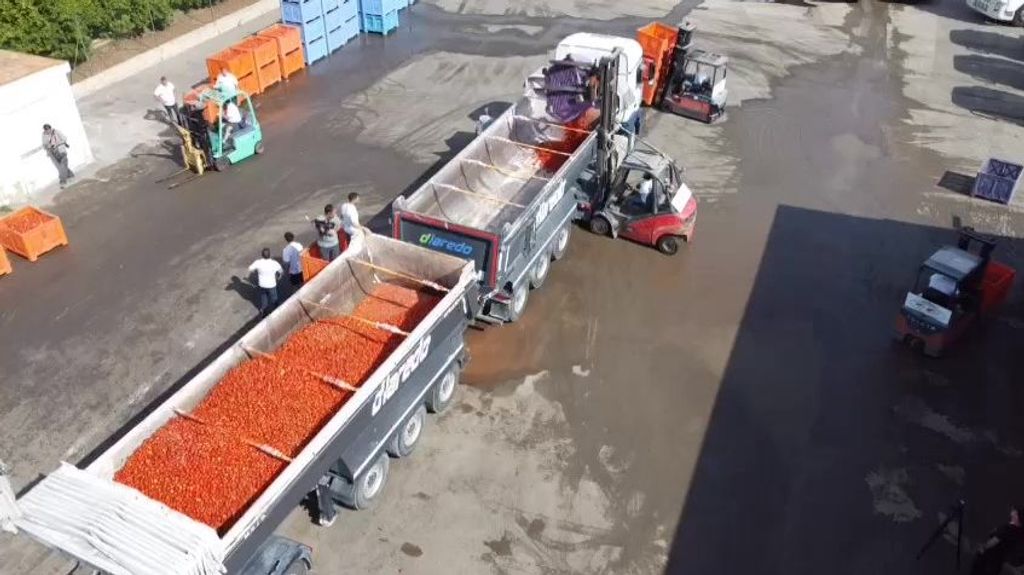 Cuenta atrás para la Tomatina 2024: 150.000 kilos de 'munición' parten hacia Buñol