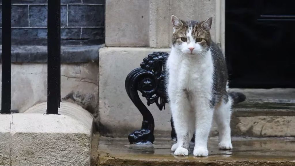 Larry, el gato ratonero alojado en la casa del Primer Ministro de Inglaterra