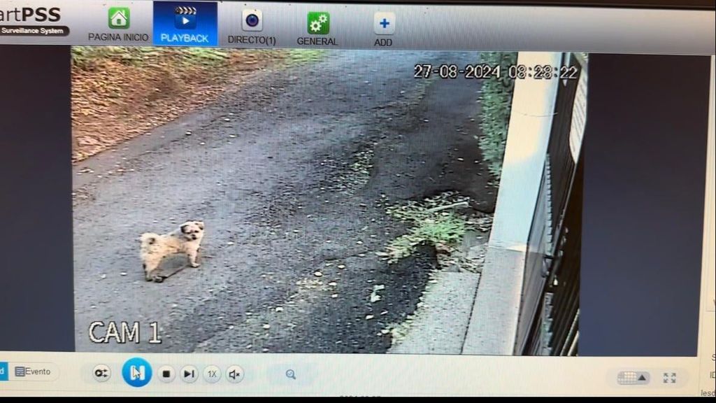 Imagen de Shine captada por las cámaras de seguridad a su llegada a la residencia canina Do Pazo