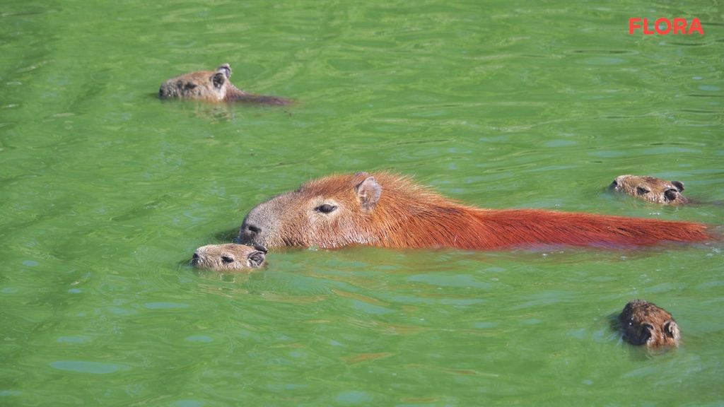 El animal que se hace amigo de sus depredadores Informativos Telecinco Tiempo de Flora