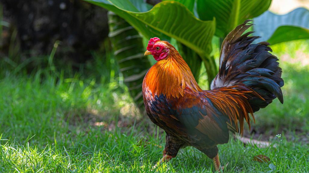 La pareja alojada en Ourense comentó que el gallo de los alrededores "no les dejó dormir"