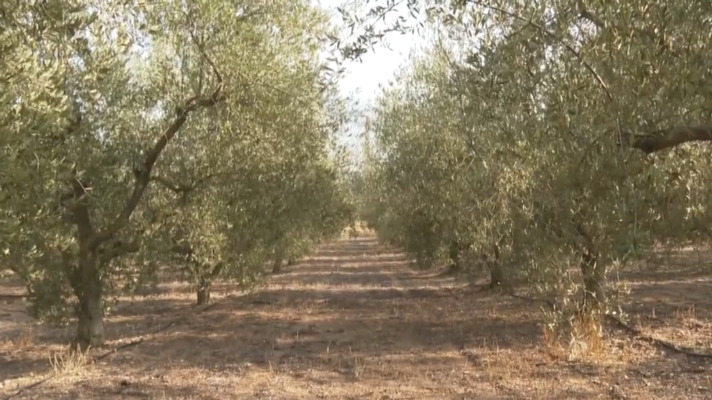 Tercer año consecutivo de malas cosechas de las aceitunas y las avellanas: la sequía la principal culpable