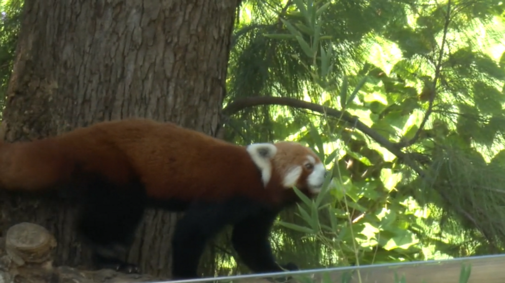 diki-panda-rojo-zoo-barcelona