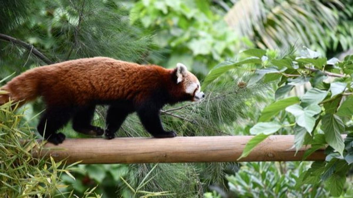 Diki, un ejemplar de panda rojo en Barcelona