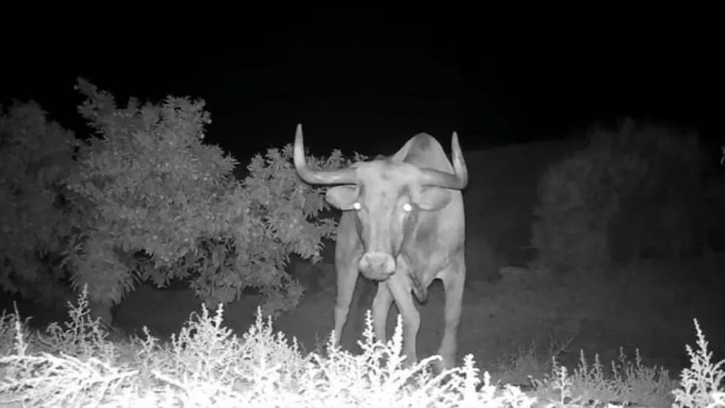 Hallado muerto el toro que escapó de una ganadería de Almenara y ya había sido localizado