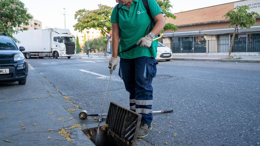 Labores de desinsección en Mairena del Aljarafe, Sevilla