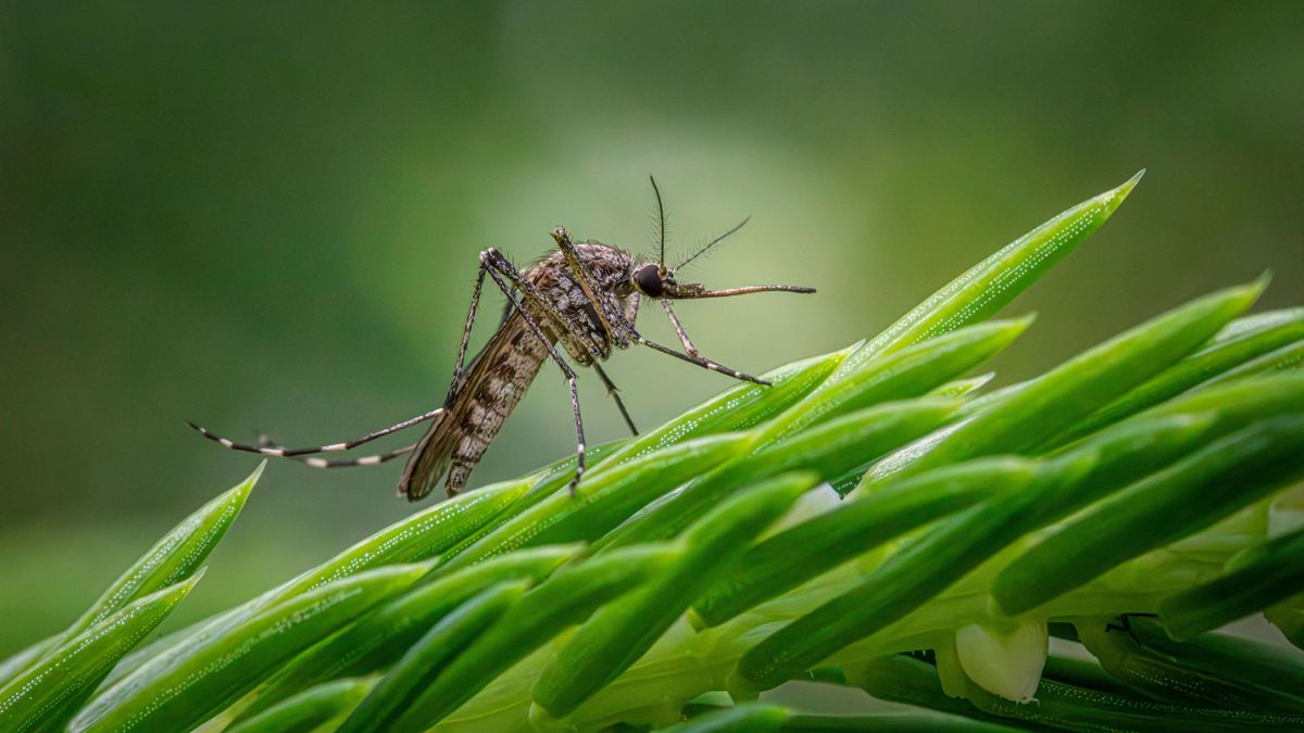 Sube el riesgo de contagio de virus del Nilo en Huelva tras detectar mosquitos infectados cerca del casco urbano