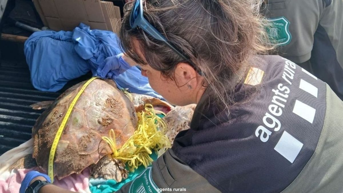 Rescate de una tortuga atrapada en una red de pesca ilegal en la playa de La Pineda