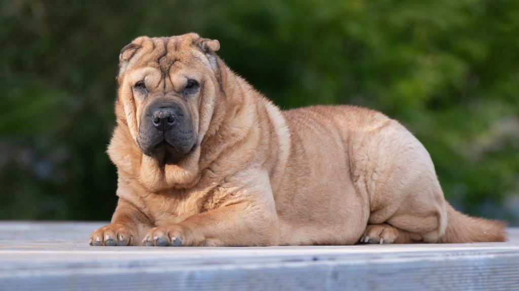 Sharpei