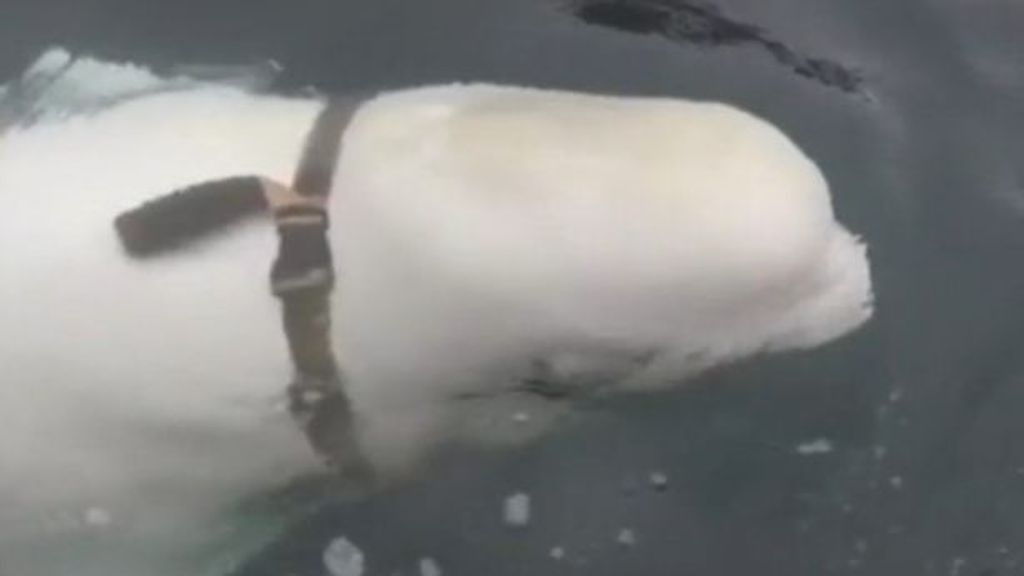 Encuentran muerta a Hvaldimir, la ballena beluga sospechosa de espiar para Rusia