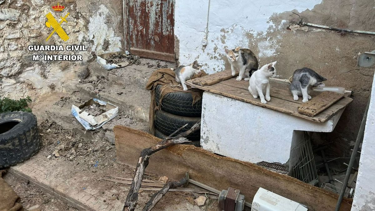 Investigan a dos hombres acusados de maltratar a más de una decena de gatos en Bulbuente, Zaragoza