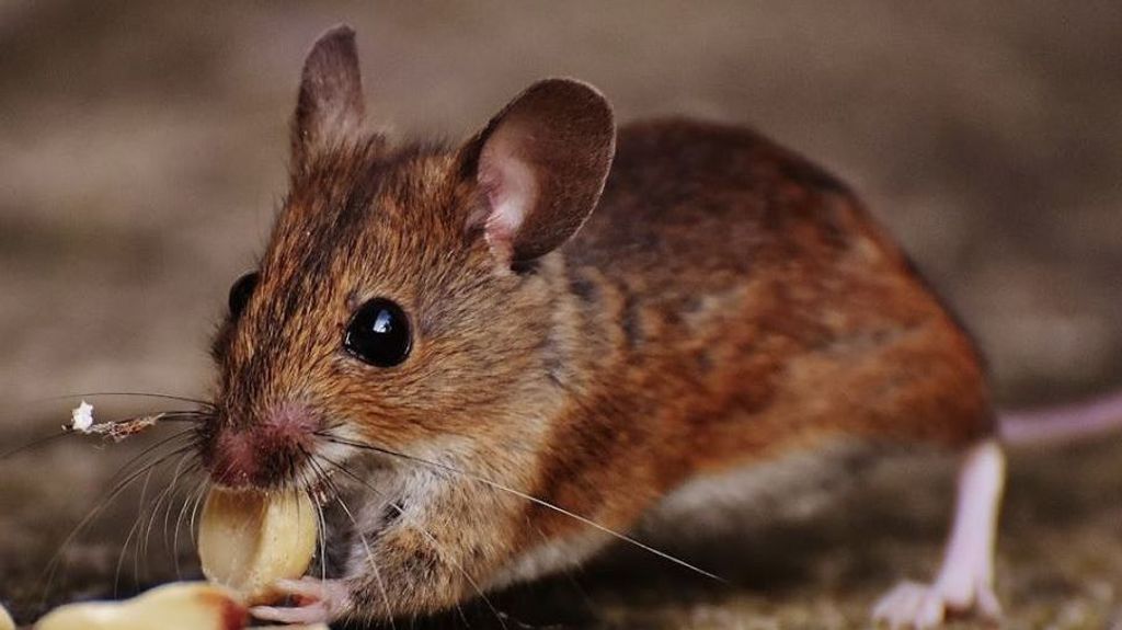 Las ratas vuelven a hacer presencia en los colegios de Sevilla