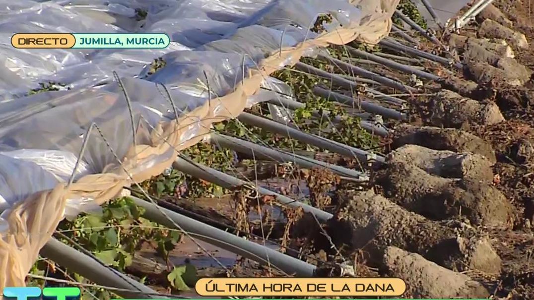 La Dana deja graves destrozos en los viñedos de Jumilla, Murcia: más de 70 litros de agua en unos minutos