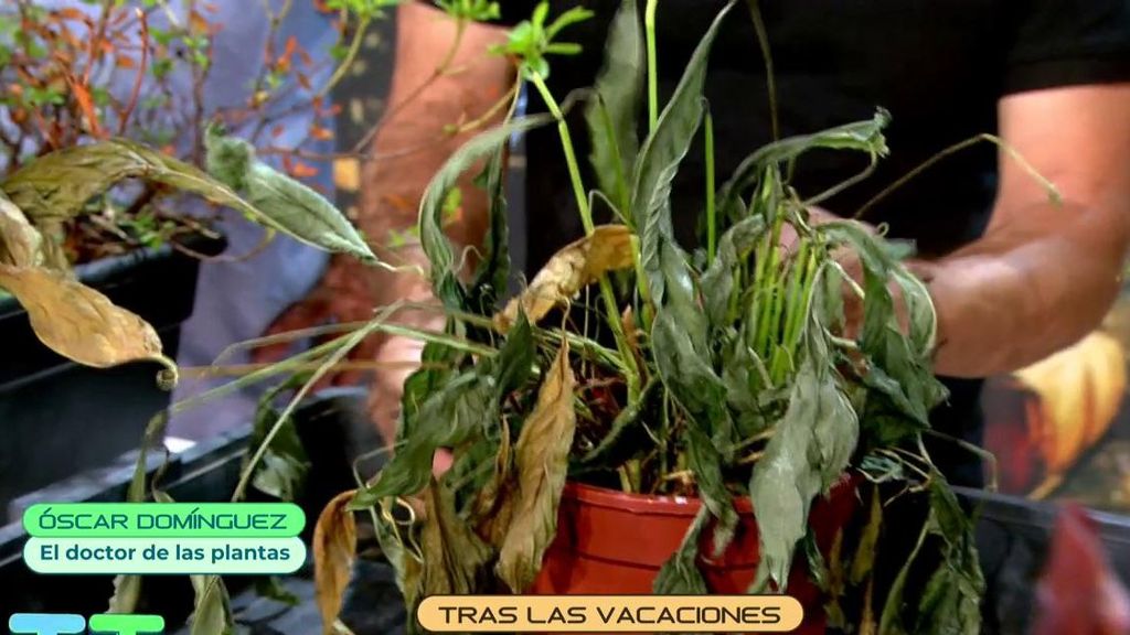 ¿Cómo recuperar las plantas secas?