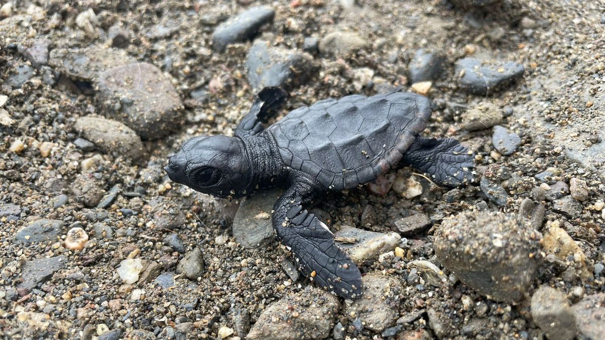 El hallazgo "excepcional" de la tortuga boba en Portbou, Girona: piden ayuda para buscar más ejemplares