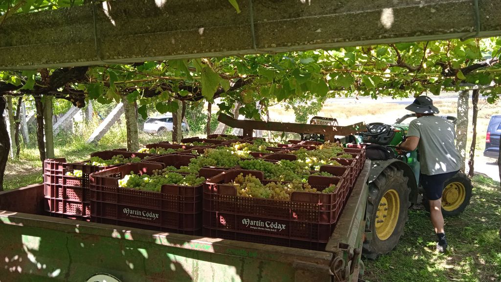 Primer día de vendimia en la Bodega Martín Códax