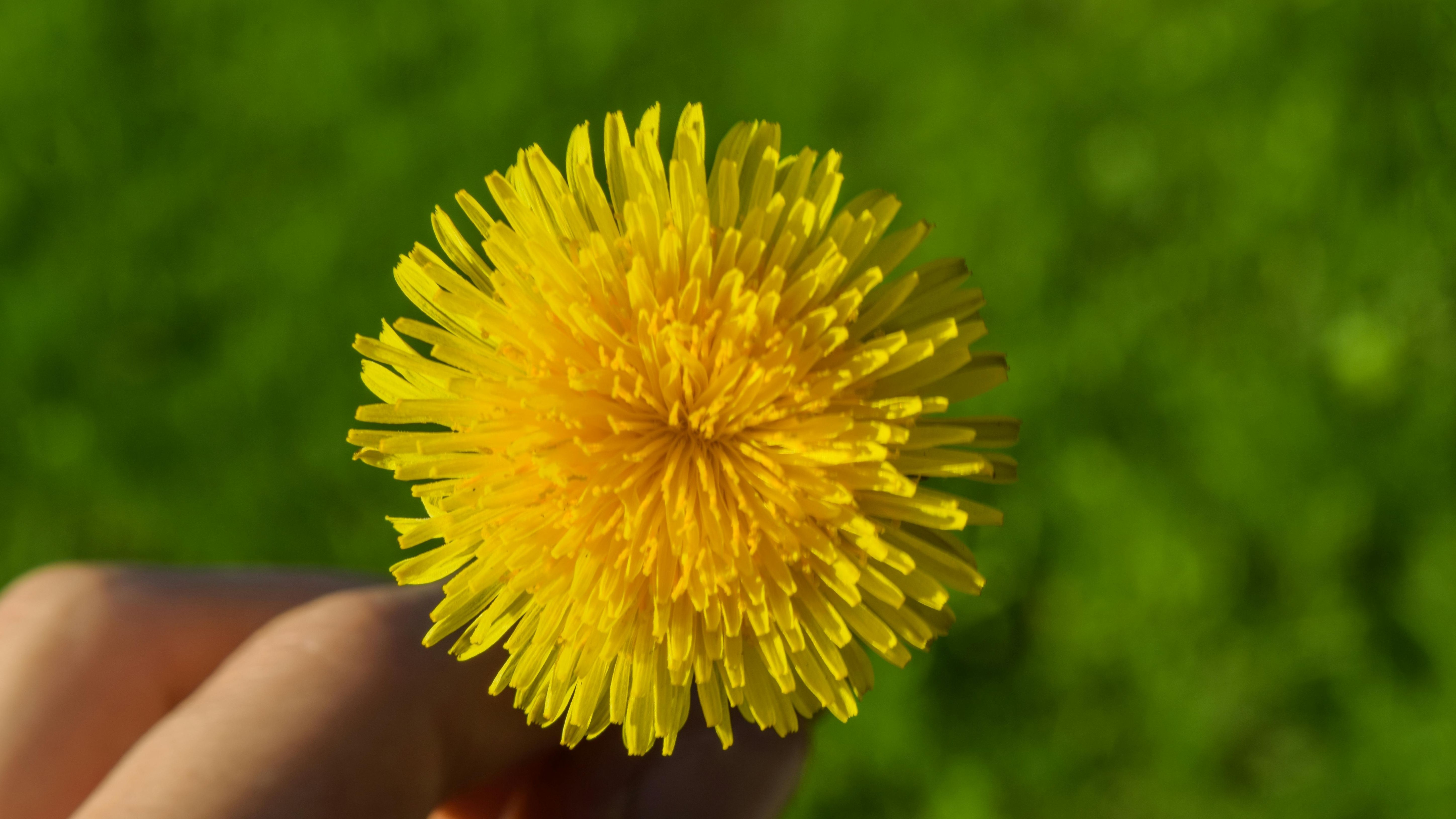 El diente de león reduce la tensión arterial. FUENTE: Pexels