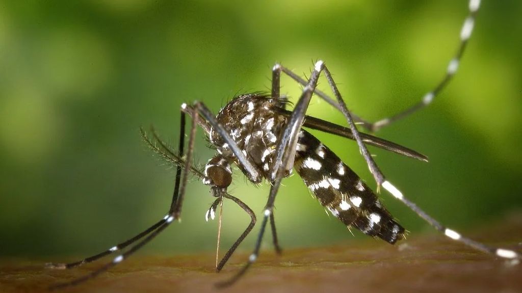 Muere en Navarra una mujer infectada con el virus del Nilo tras viajar a Utrera