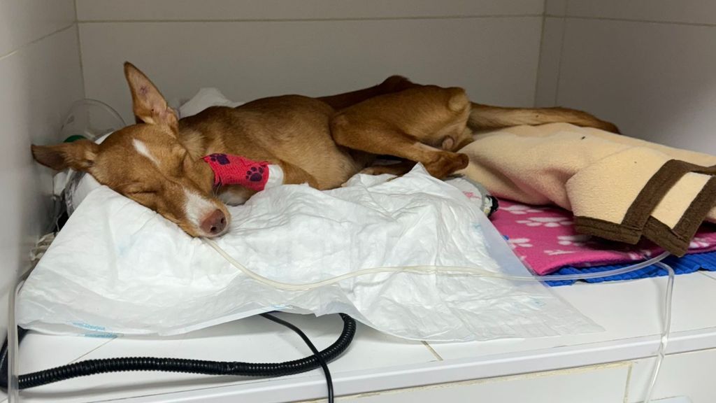 La actitud heroica de Pedro Espino logró salvar la vida a Mya, una podenco abandonada y malherida