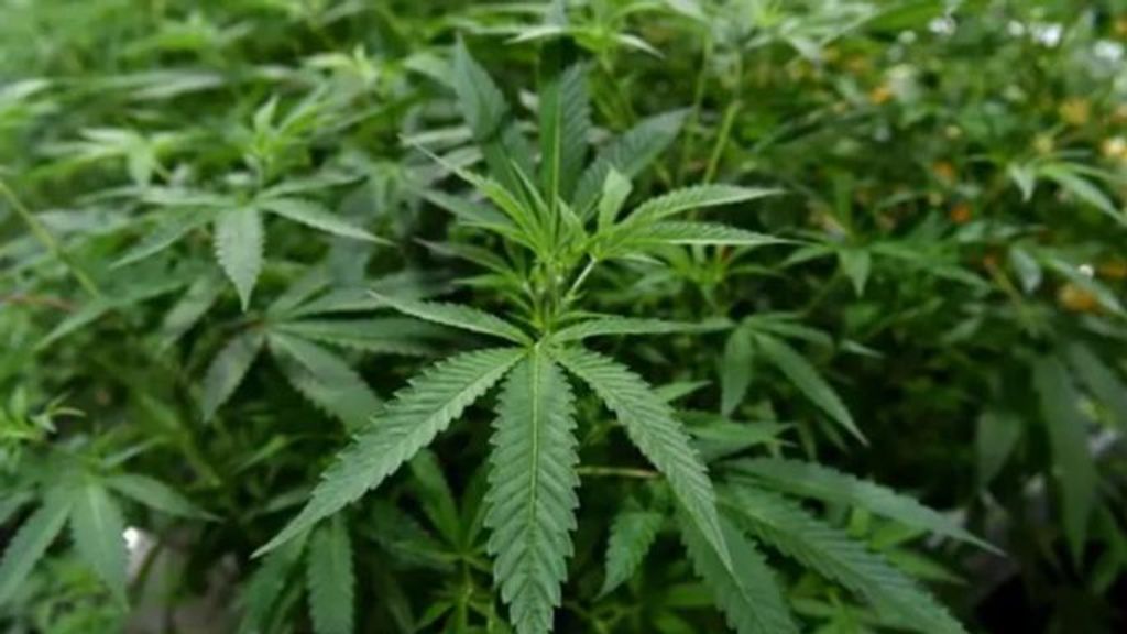 Un estudio demuestra cómo el cannabidiol mejora los síntomas del síndrome de Leigh