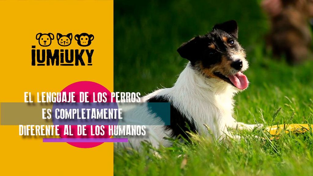 El lenguaje canino Iumiuky Temporada 3 Programa 231