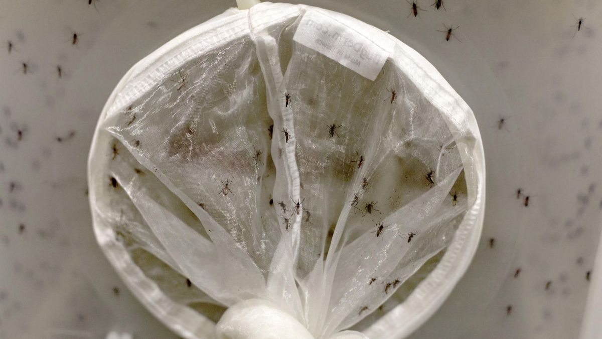 El dengue es una enfermedad viral que se transmite por la picadura de los mosquitos