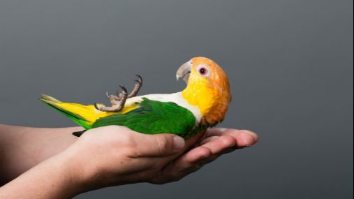 La esquela de un fallecido en Galicia incluye a su mascota entre los familiares: "Y su loro Paco"