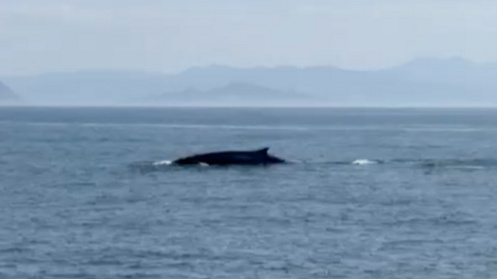 El avistamiento de ballenas captado desde la ría de Vigo