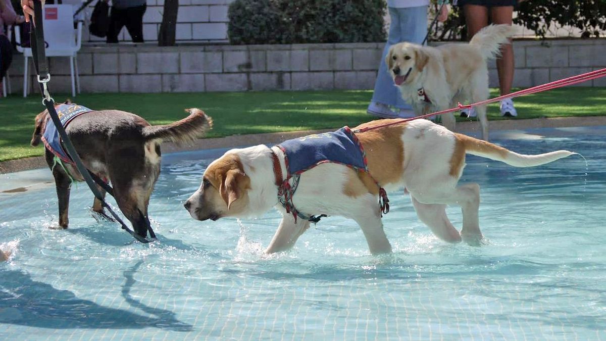 Evento "chapuzón perruno" en las piscinas de Paracuellos