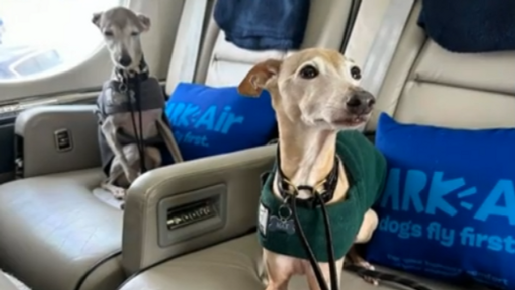 Los perros viajando en el jet privado