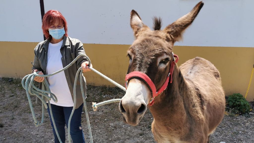 Burro abandonado en las calles de Huelva capital