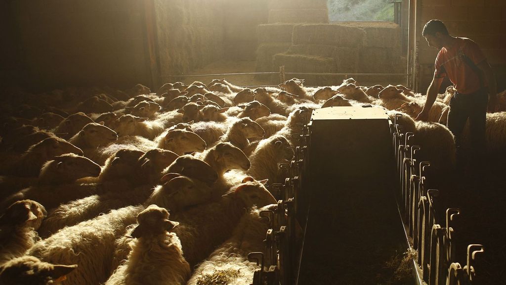 Cuentan con un rebaño de alrededor de 400 ovejas latxas