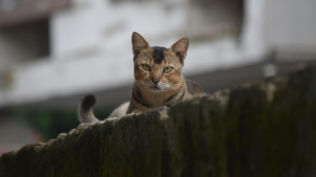 Denuncian una agresión con balines a un gato comunitario en Cabra del Camp, Tarragona