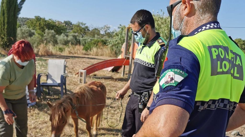 La Policía Local de Gibraleón y la Asociación El Burrito Feliz rescatan a un poni suelto en la carretera