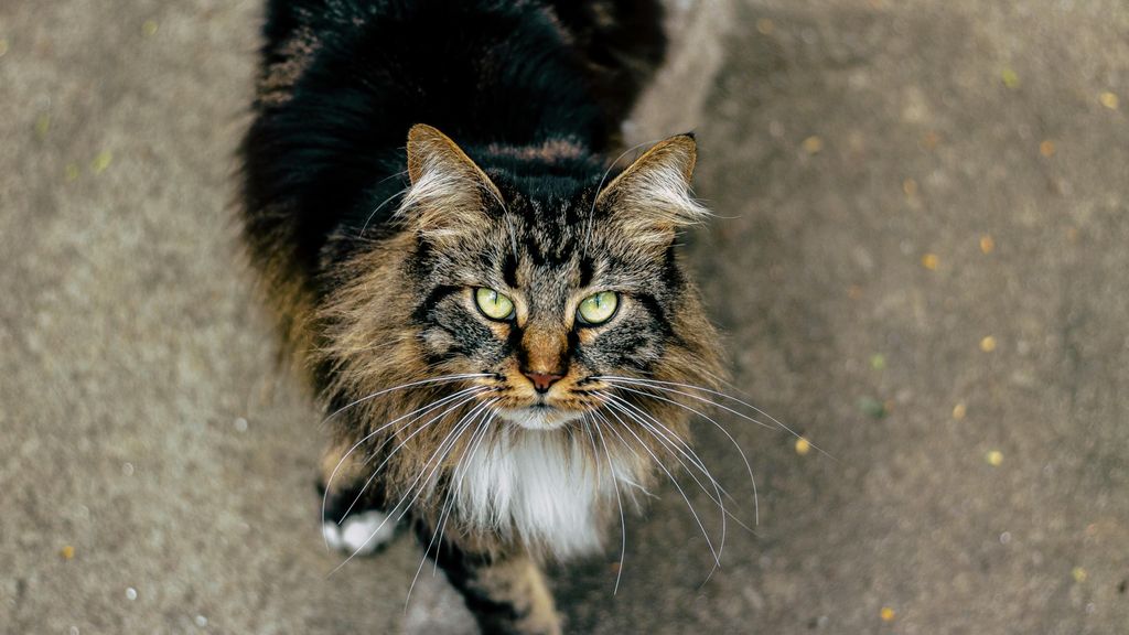 Maine Coon