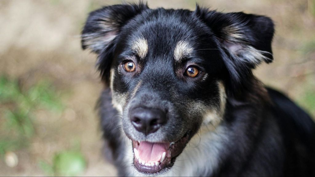 Primer plano del rostro de un perro