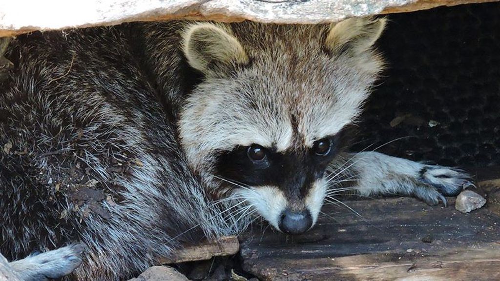 Un ejemplar de mapache