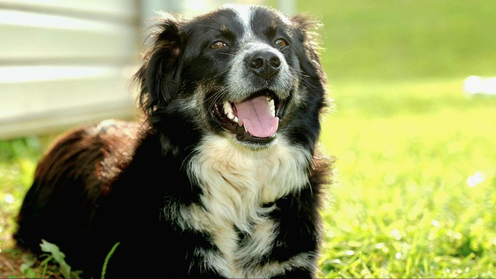 Un perro tumbado sobre el césped