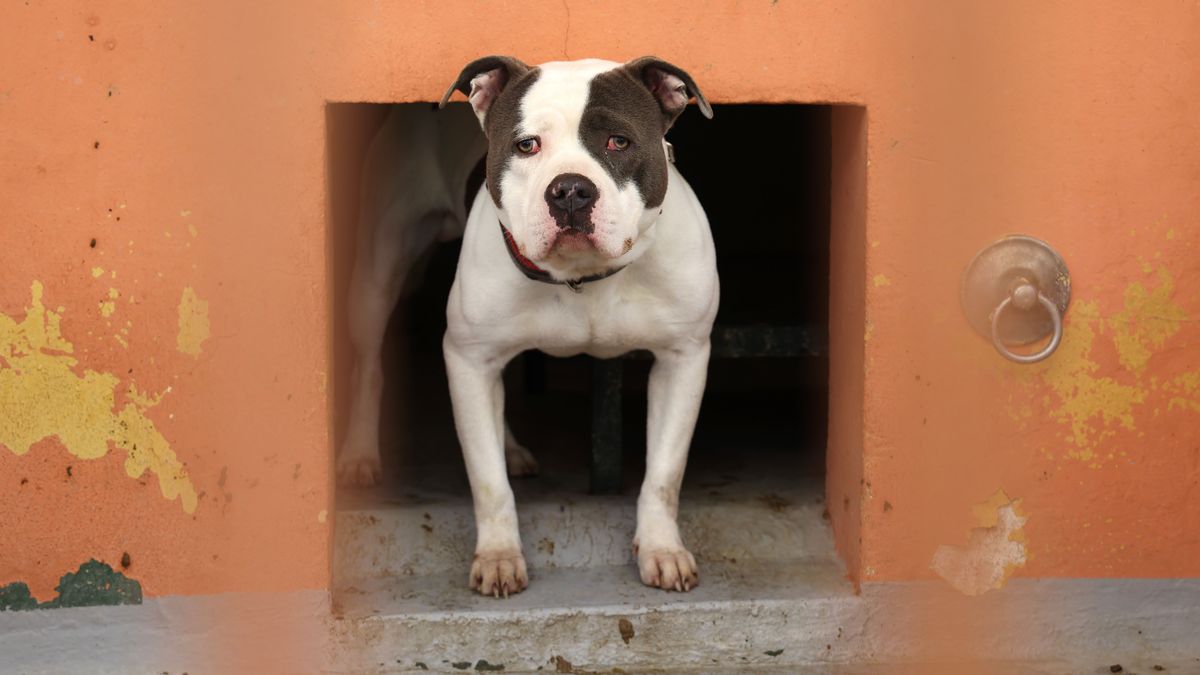 Colmenar Viejo acoge este fin de semana la VII jornada de adopción animal