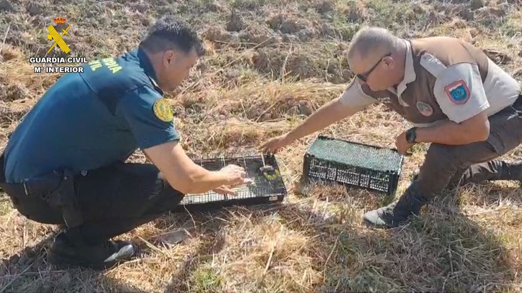 La Guardia Civil libera a los jilgueros enjaulados