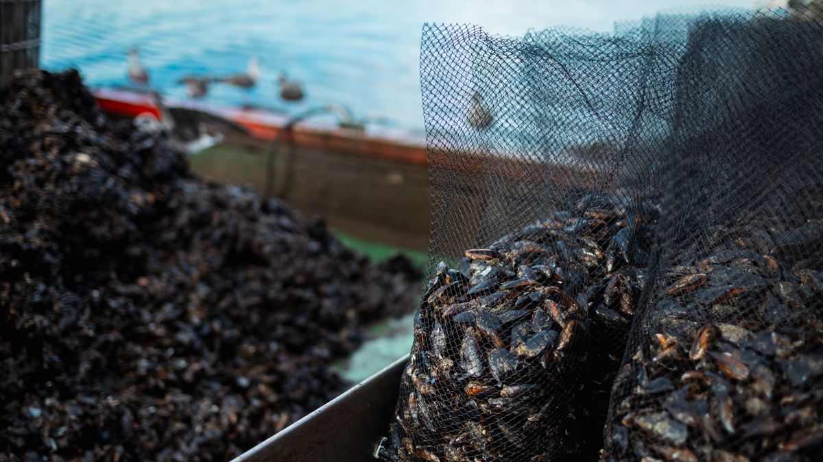 Mallas de mejillones extraídos de las bateas en la ría de Pontevedra