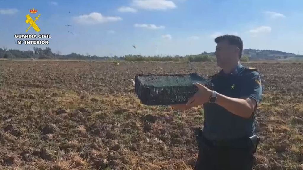 La Guardia Civil ha liberado estos 80 ejemplares enjaulados de aves fringílidas capturadas ilegalmente en Jerez