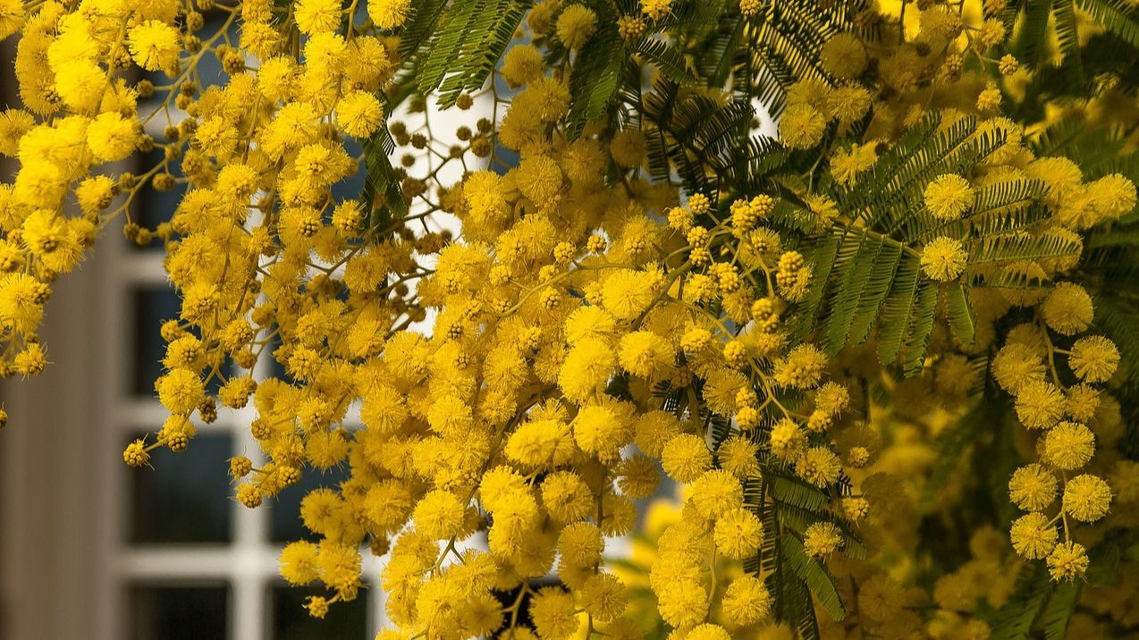 Acacia mimosa. FUENTE: Pixabay