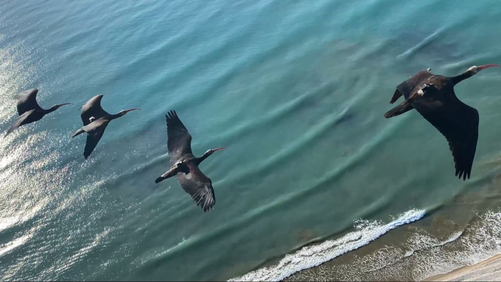 Llegan a Valencia aves migratorias procedentes de Alemania y guiadas por ultraligeros